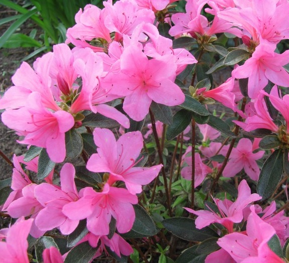 [AZJANOU] Azalea jap. 'Anouk' (25/30cm, pot   4L)