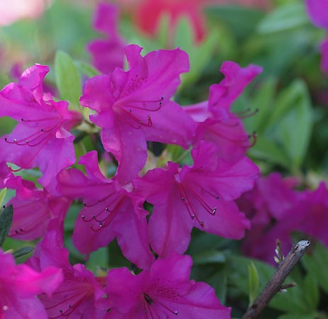 [AZJBDON] Azalea jap. 'Blaue Donau' (25/30cm, pot   4L)