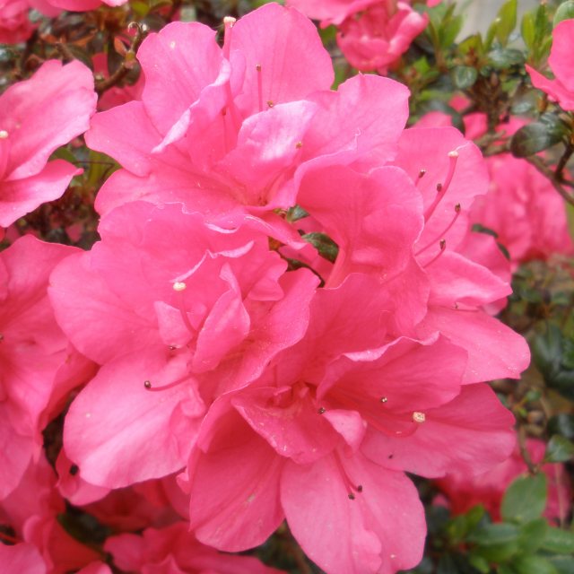 [AZJCANZ] Azalea jap. 'Canzonetta'