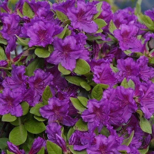 [AZJGPUR] Azalea jap. 'Geisha Purple' (25/30cm, pot   4L)