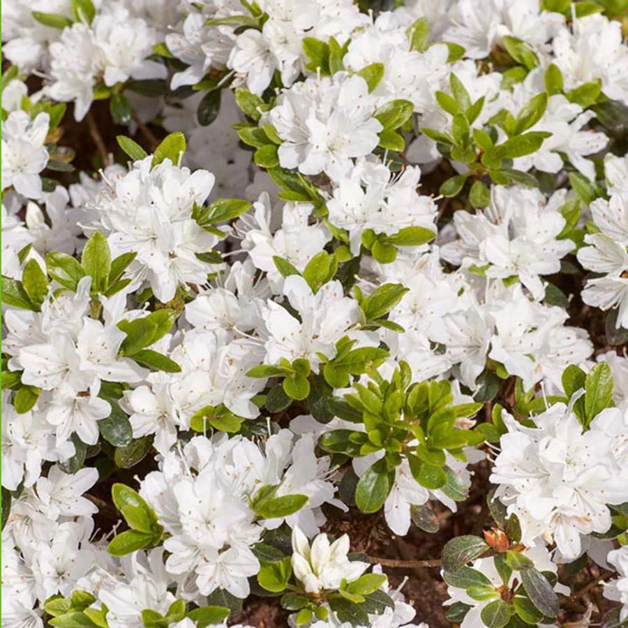 [AZJHISA] Azalea jap. 'Hisako' (20/30cm, pot   3L)