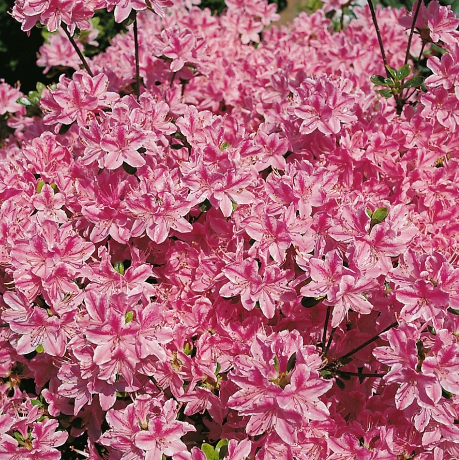 [AZJKERM] Azalea jap. 'kermesine alba' (20/30cm, pot   3L)
