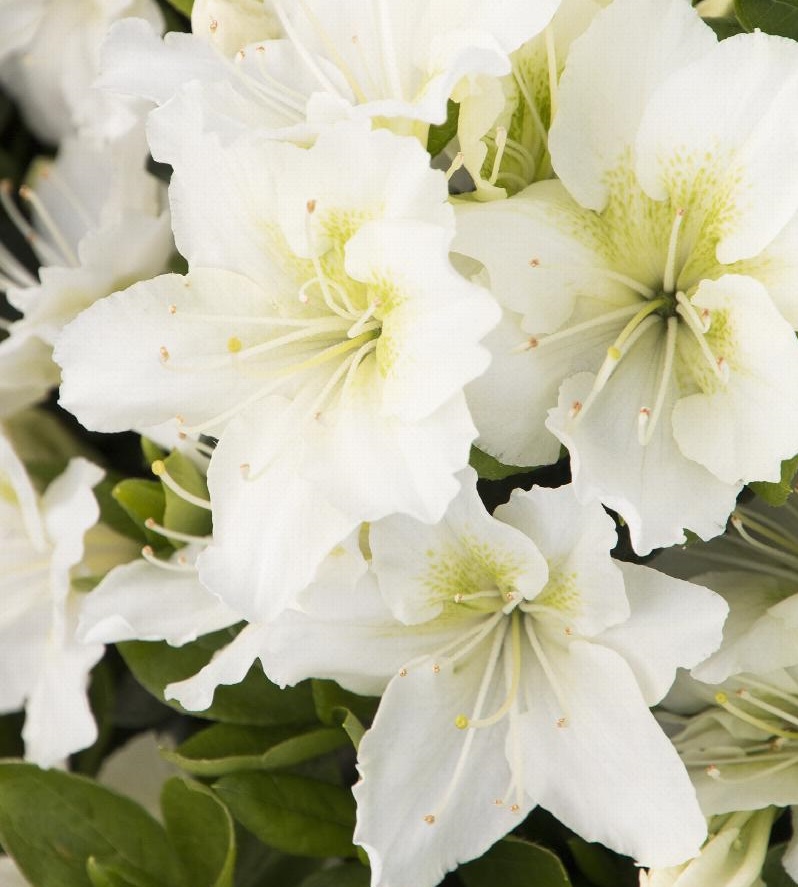 [AZJMAIS] Azalea jap. 'Maischnee'