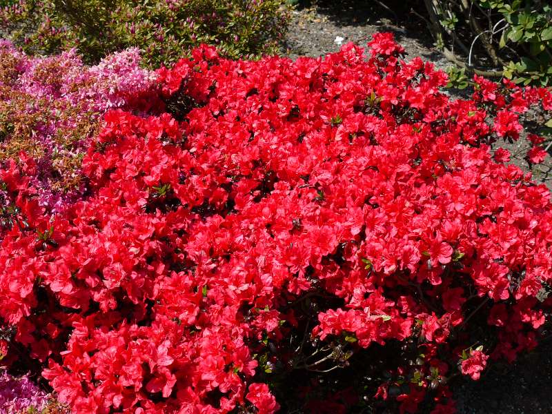 [AZJMARO] Azalea jap. 'Maruschka' (20/30cm, pot   3L)