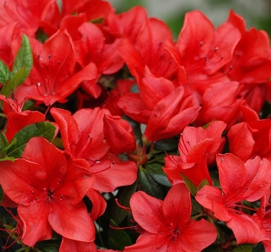 [AZJMOED] Azalea jap. 'Moederkensdag' (20/25cm, pot   2L)
