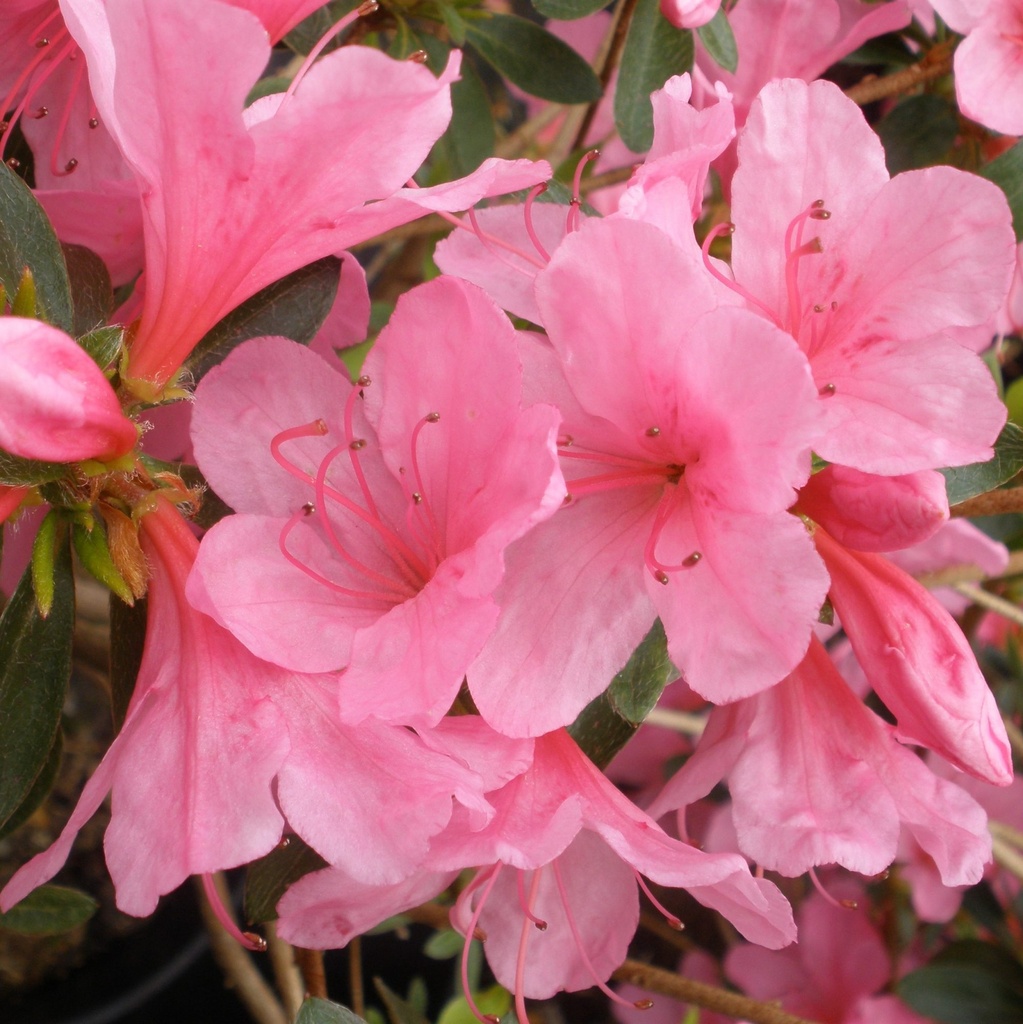 [AZJMVHE] Azalea jap. 'Madame Van Hecke' (25/30cm, pot   4L)