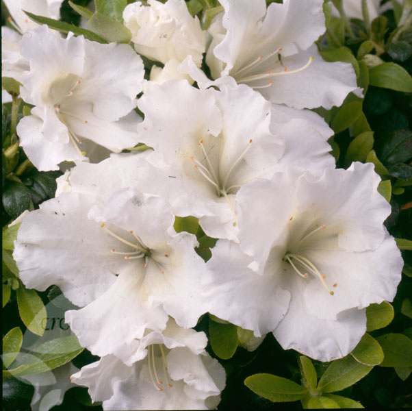 [AZJPWHI] Azalea jap. 'Pleasant White' (25/30cm, pot   4L)