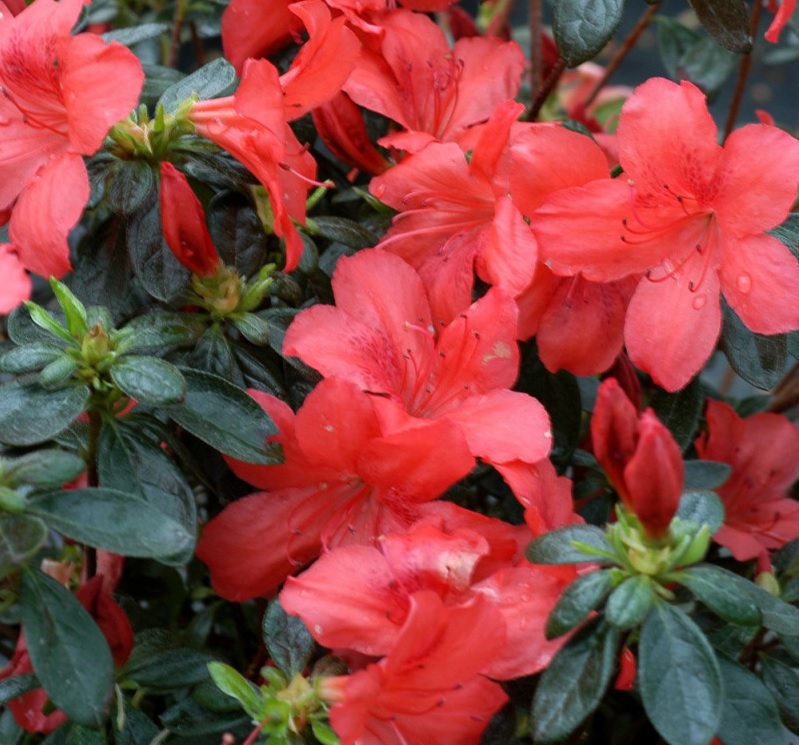 [AZJRADJ] Azalea jap. 'Radja' (25/30cm, pot   4L)