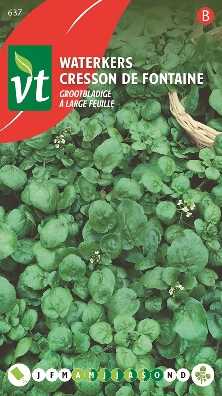 [50001425] CRESSON DE FONTAINE A LARGE FEUILLE
