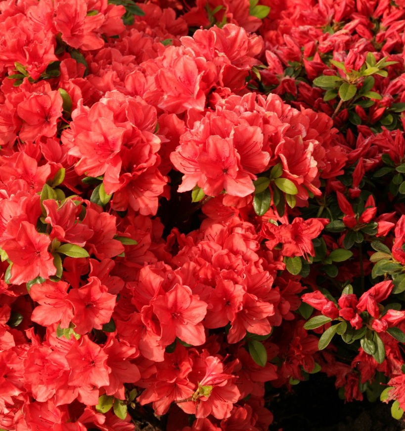 [AZJSIGN] Azalea jap. 'Signalglühen' (pot   3L)