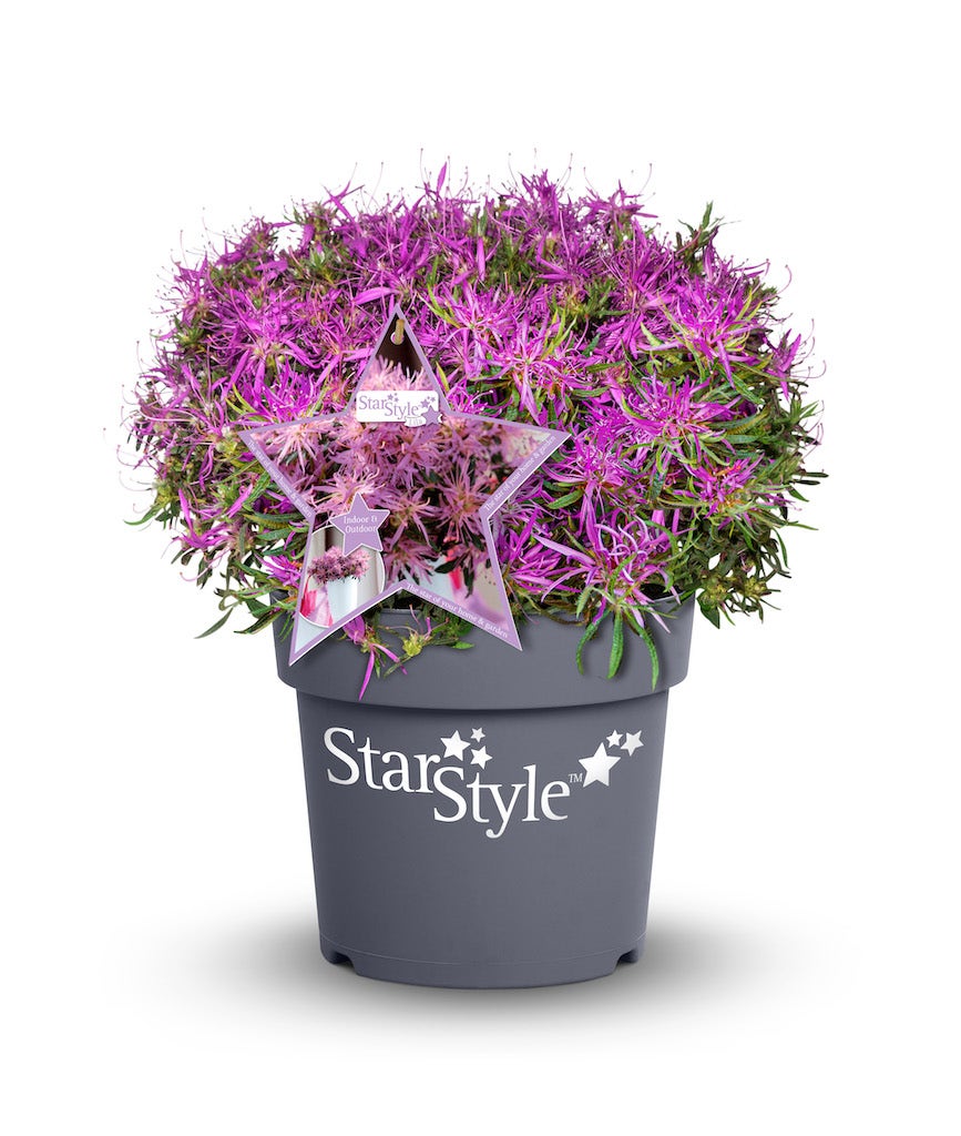 [AZJSLIL] Azalea jap. 'StarStyle Lila'