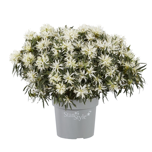 [AZJSWHI] Azalea jap. 'StarStyle White' (20/30cm, pot   3L)