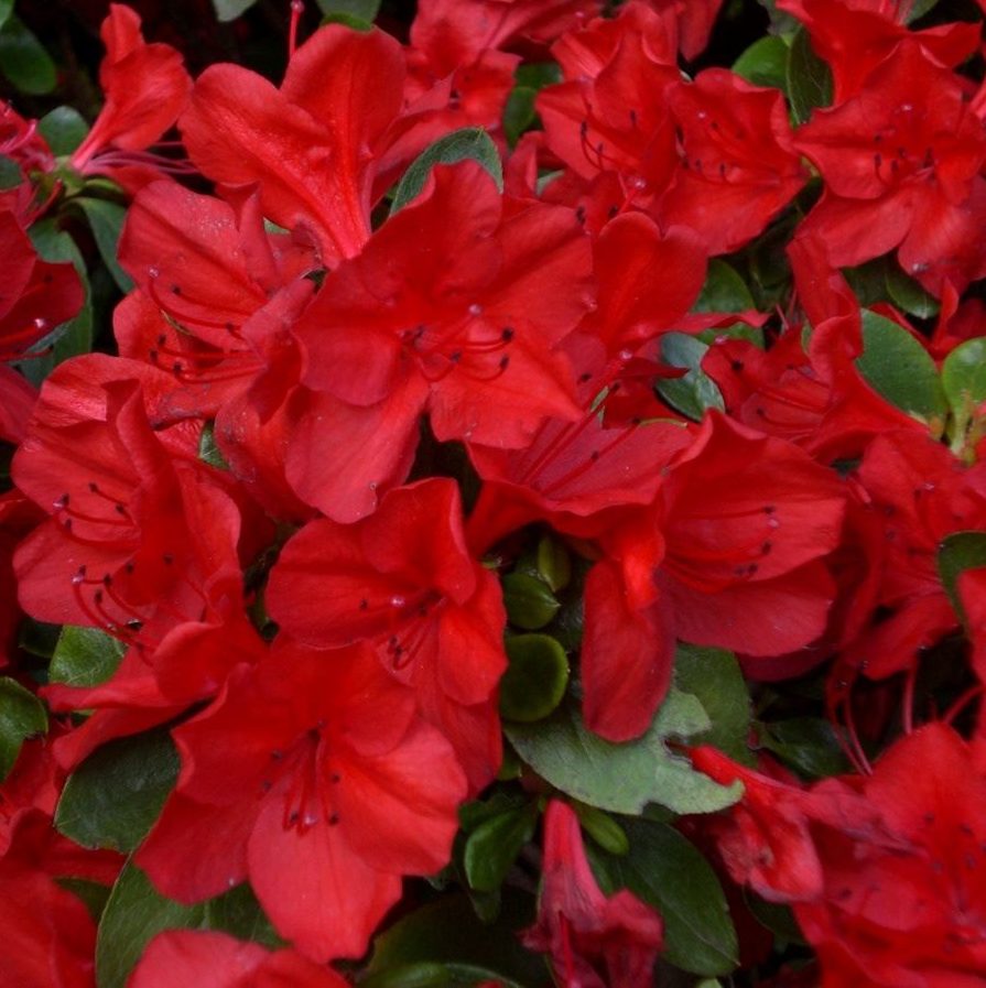 [AZJVSCA] Azalea jap. 'Vuyk's Scarlet' (25/30cm, pot   4L)