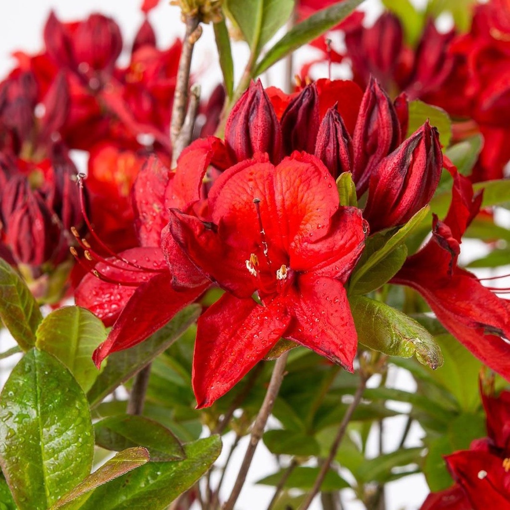 [AZKNABU] Azalea knaphill 'Nabucco' (30/40cm, pot   2L)