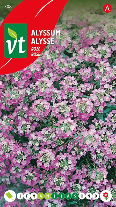 ALYSSUM ROSIE O'DAY