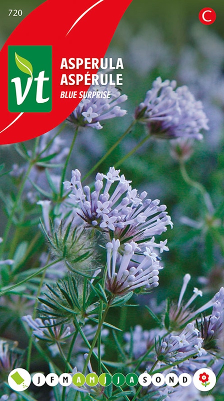 ASPERULA BLUE SURPRISE