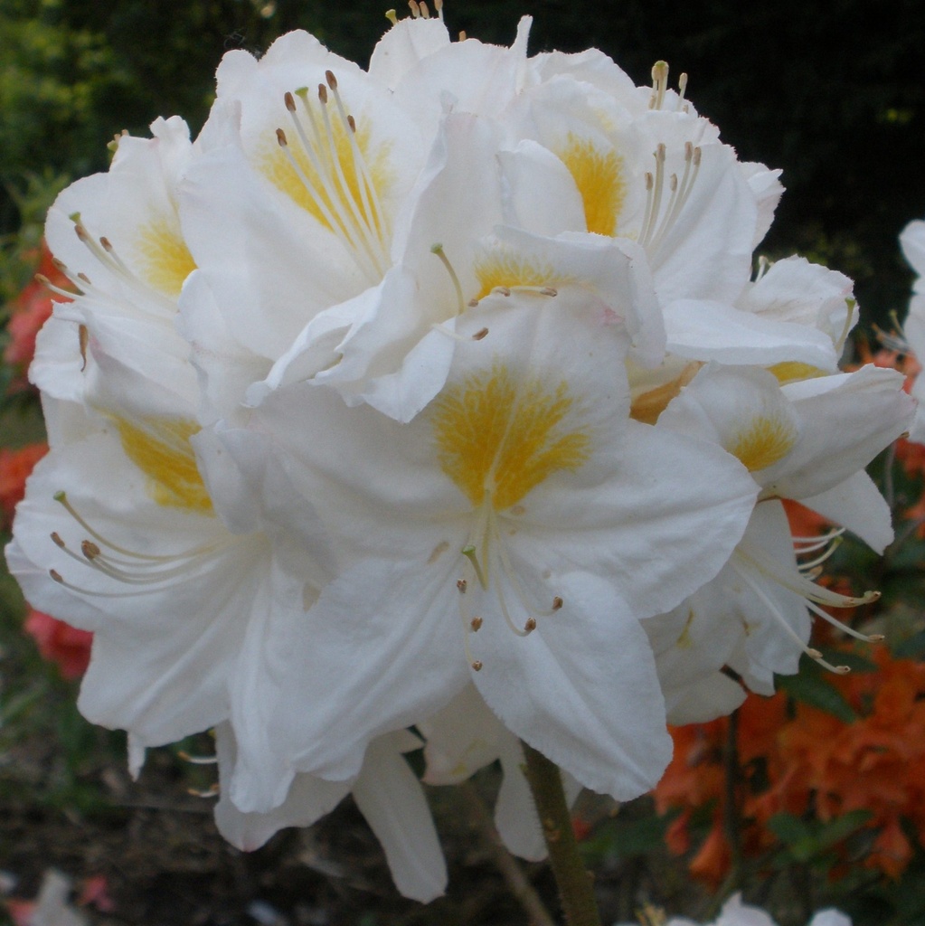 [AZKPERS] Azalea knaphill 'Persil' (30/40cm, pot 2L)