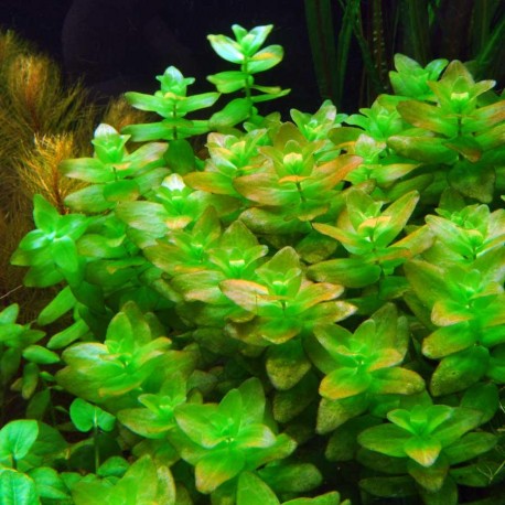 [BACAROL] Bacopa caroliniana