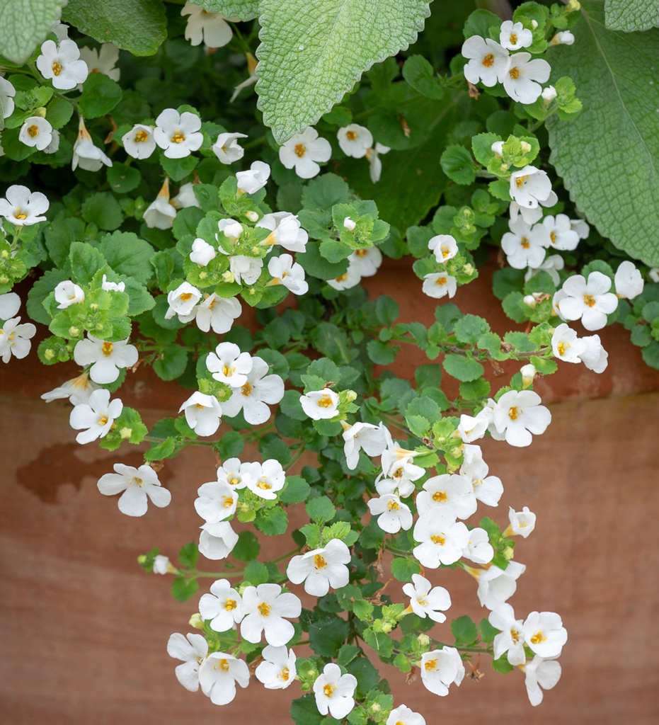 [BACOPA] Bacopa (pot  10.5cm)