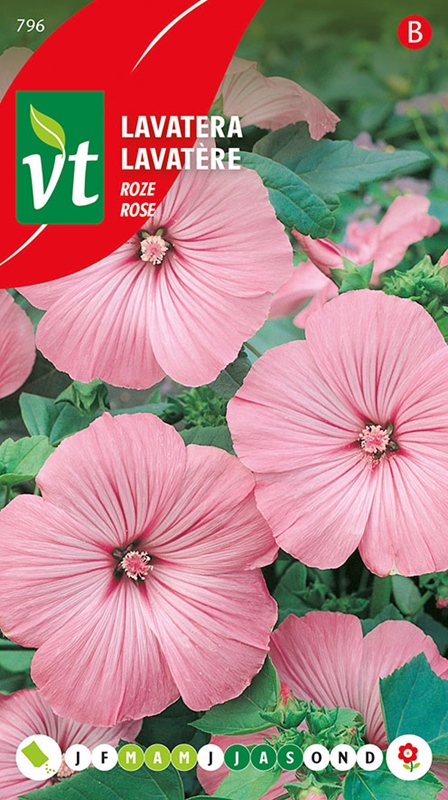 LAVATERE ROSE