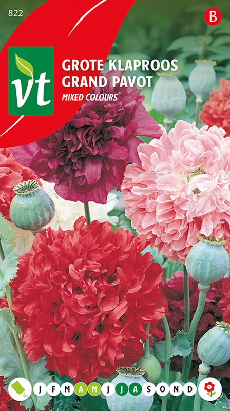 [50001487] PAVOT GRAND PAVOT