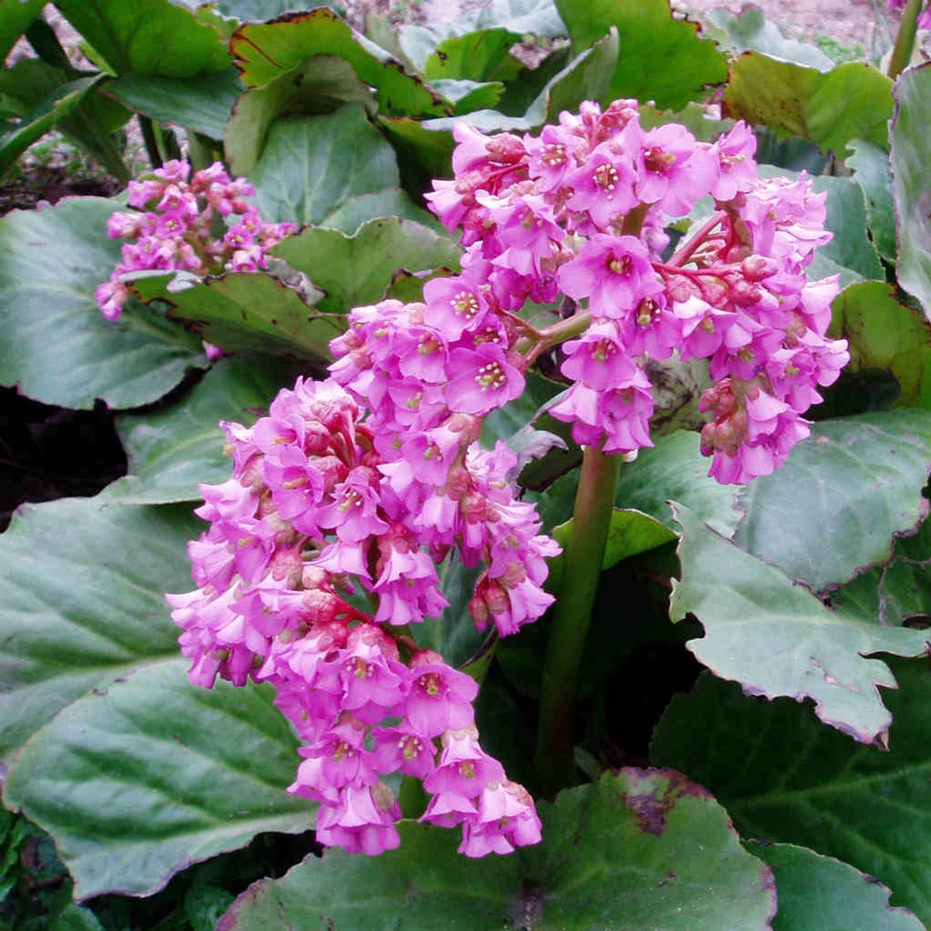 [BECROTB] Bergenia cord. 'Rotblum' (pot   9cm)