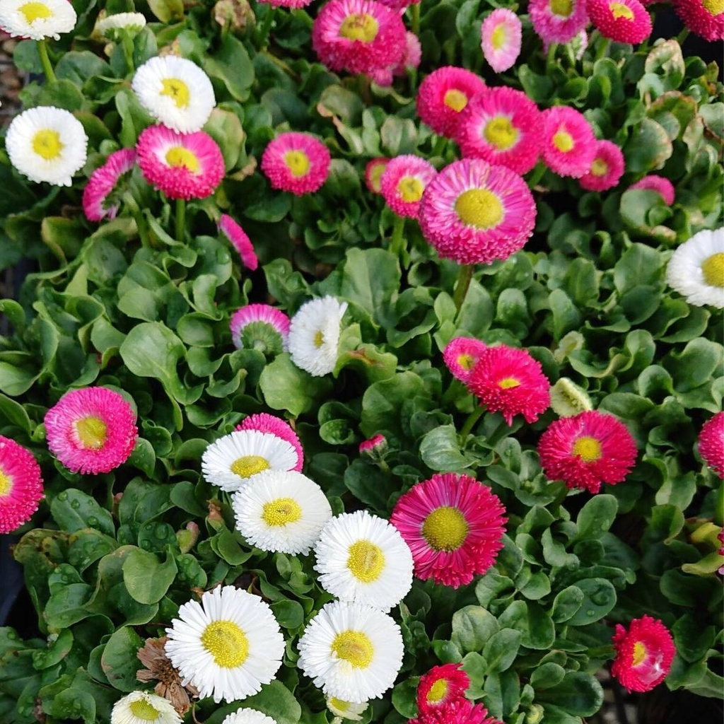 [BELLIS] BELLIS (pot   9cm)