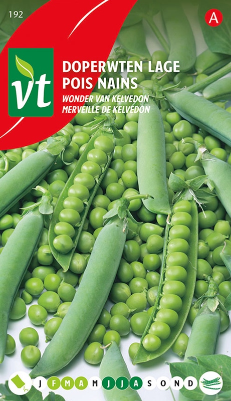 [00192] POIS NAINS MERVEILLE DE KELVEDON