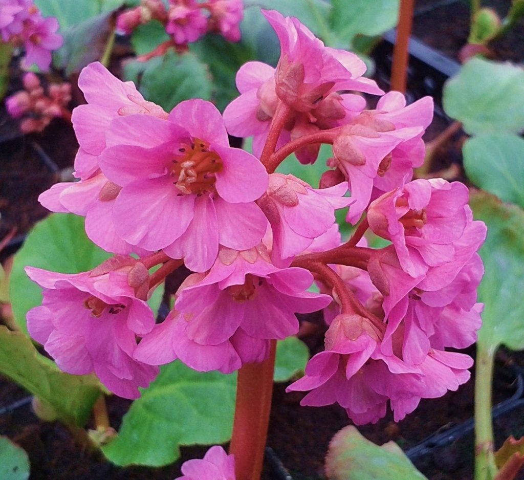 Bergenia 'Morgenröte'