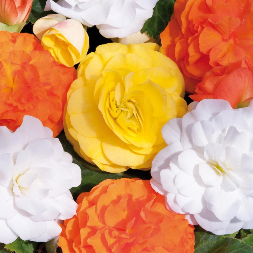 [BENSTOP] BEGONIA NON STOP
