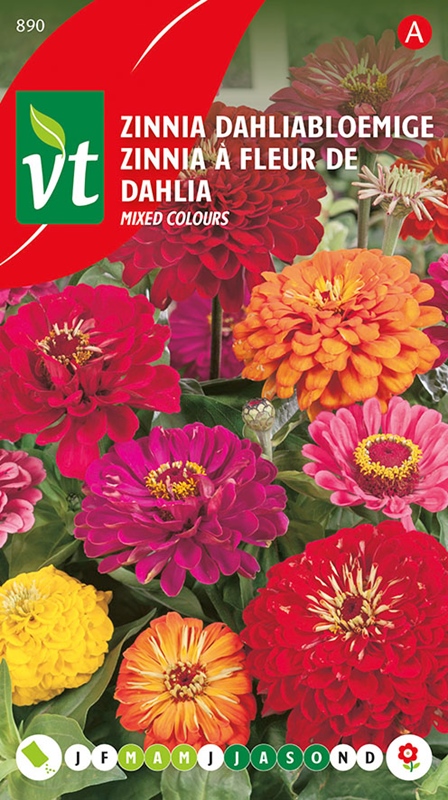[50001532] ZINNIA A GRANDE FLEUR DE DAHLIA
