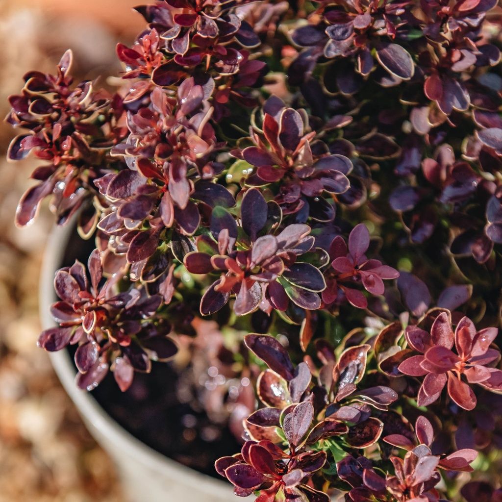 Berberis thunb. 'Admiration'®