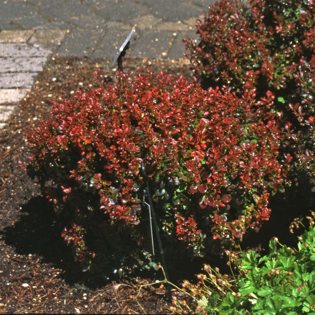 [BETBAGA] Berberis thunb. 'Bagatelle' (GD) (pot   2L)