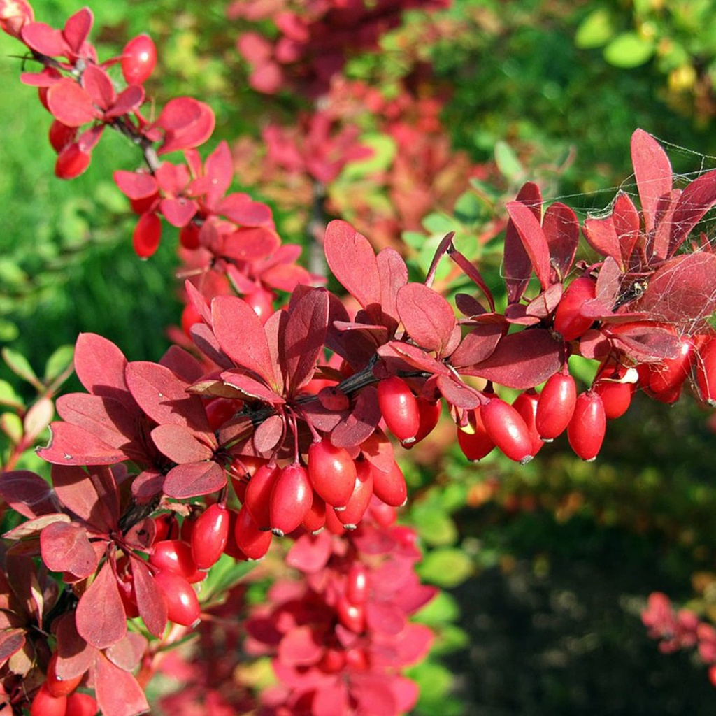 [BETINSP] Berberis thunb. 'Inspiration'®