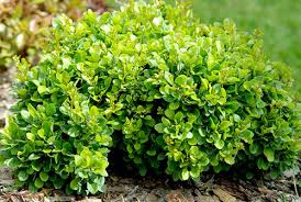 [BETKOBO] EPINE VINETTE DE THUNBERG (pot 2L)