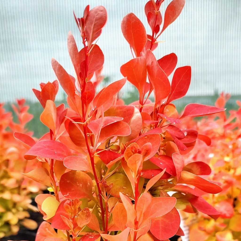 [BETOICE] Berberis thunb. 'Orange Ice'® (pot17)
