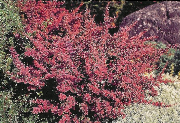 [BETRGLO] Berberis thunb. 'Rose Glow' (pot   2L)