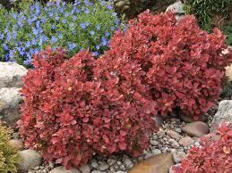 Berberis thunb. 'Ruby Star'®