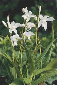 [BLSALBA] Bletilla striata 'Alba'