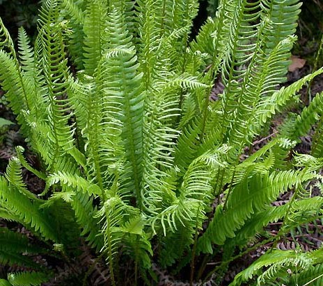 [BLSPICA] Blechnum spicant (pot   9cm)