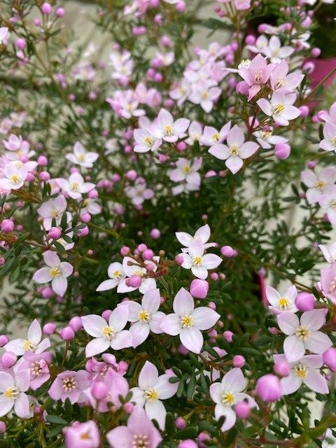 [BOAPSTA] Boronia anemonifolia 'Pink Star'