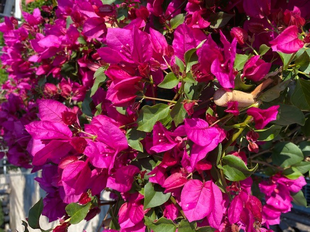 [BOALEXA] Bougainvillea 'Alexandra' (—, 50cm, pot18)