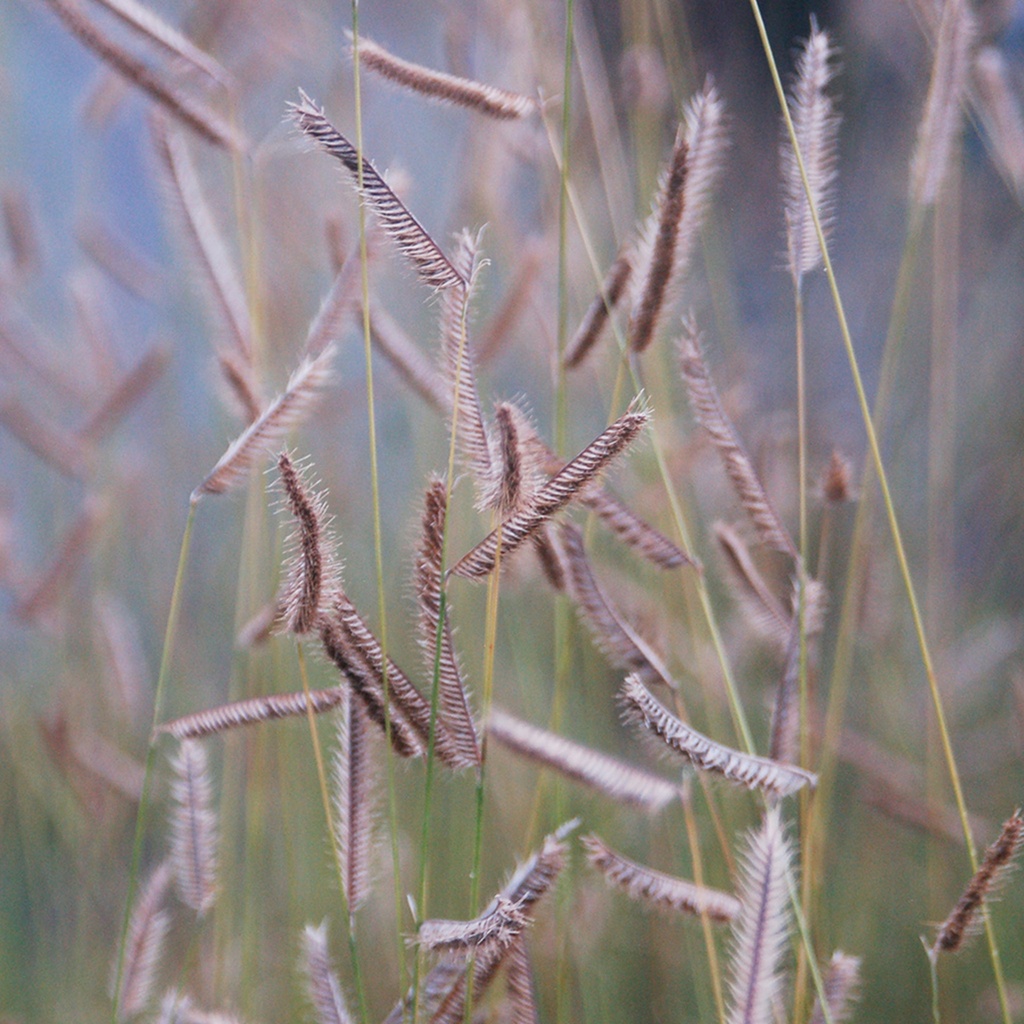 [BOGRACI] Bouteloua gracilis