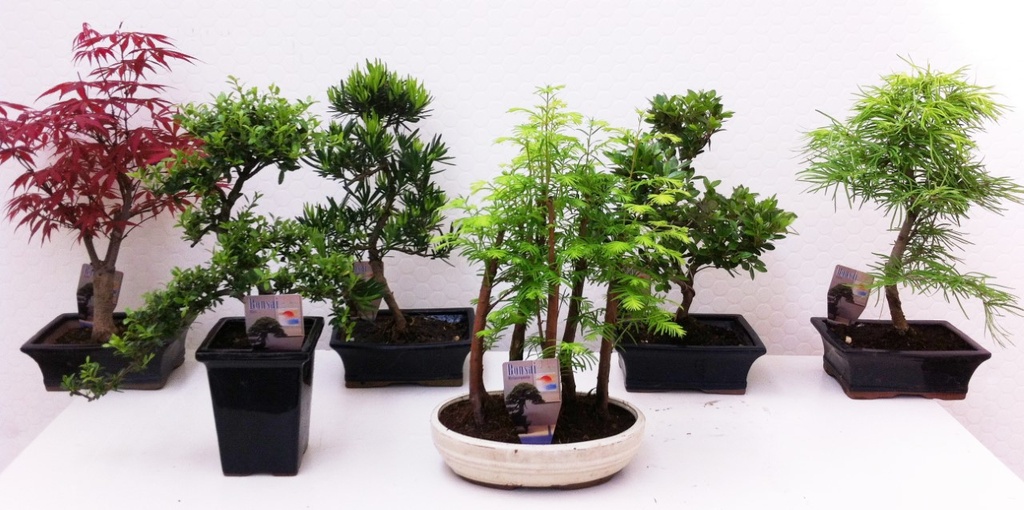 [BONSAI] BONSAI (WINTERHARD) (—, pot 3L)