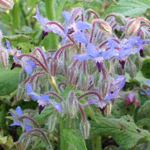[BOOFFIC] KOMKOMMERKRUID Borago officinalis (pot12)
