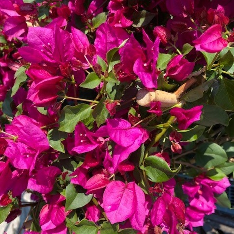 [BOSANDE] Bougainvillea 'Sanderiana' (55cm, pot26)
