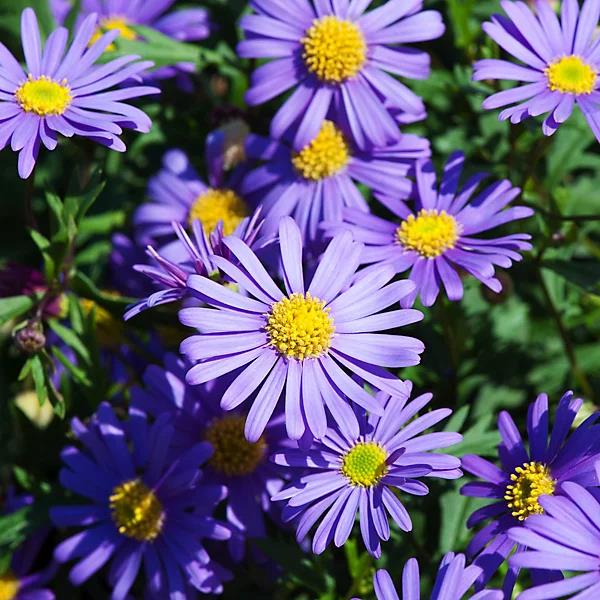 [BRACHYM] Brachyscome (pot  10.5cm)