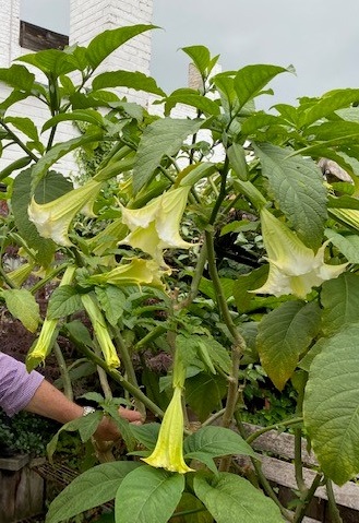 [BRUGMAN] Brugmansia (—, pot19)