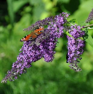 [BUDAVEL] Buddleja dav. 'Argus Velvet'®