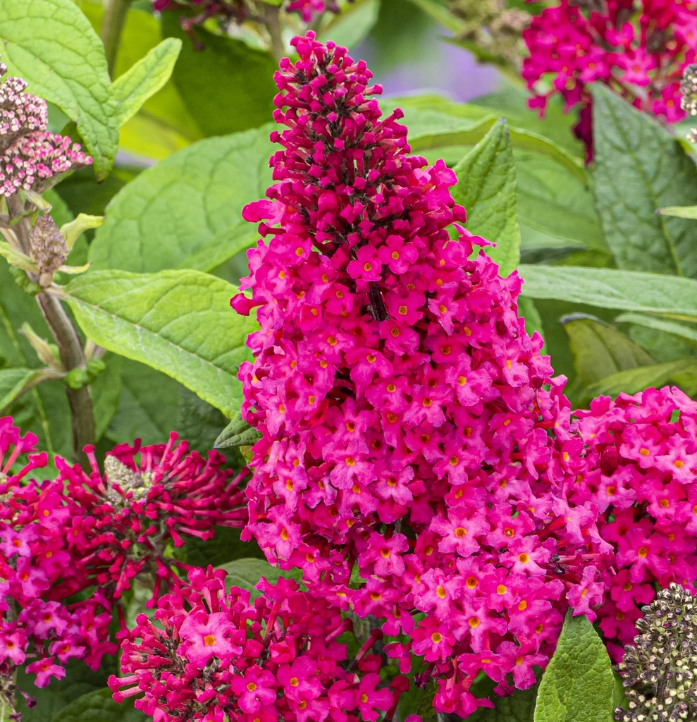 [BUDBCLR] Buddleja dav. 'Butterfly Candy Little Ruby' (stam, 50cm, pot   3L)